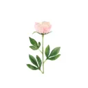 Pioni malva 60 cm – tekokukka
