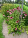 Kaunopunahattu – Echinacea purpurea ’Magnus’