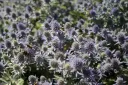 Sinipiikkiputki – Eryngium planum ’Blue Hobbit