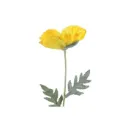 Jättiunikko keltainen koristeoksa 65 cm – 4 Living Collection