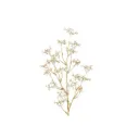 Patrinia-oksa kulta 76 cm – 4 Living Collection