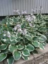 Jalokuunlilja – Hosta (Tarhafunkia-ryhmä) ’Minuteman’