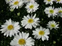 Päivänkakkara – Leucanthemum hybr. ’Edith’