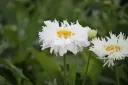 Isopäivänkakkara – Leucanthemum × superbum ’Snowdrift’