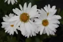 Prinsessankakkara – Leucanthemum × superbum ’Silberprinzesschen’