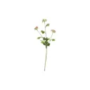 Maksaruoho-oksa 60 cm