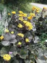 Kallionauhus – Ligularia ’Britt-Marie Crawford’