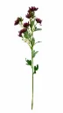Tähtiputki lila silkkikukka 63 cm
