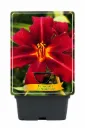 Tarhapäivänlilja ’Crimson Pirate’ – Hemerocallis ’Crimson Pirate’