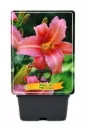 Tarhapäivänlilja ’Pink Damask’ – Hemerocallis ’Pink Damask’