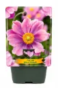 Syysvuokko ’Serenade’ – Anemone hybrida ’Serenade’