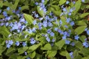 Kevätkaihonkukka – Omphalodes verna