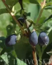 Makeasinikuusama ’Anja’ – Lonicera caerulea var. kamtschatica ’Anja’