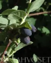 Makeasinikuusama ’Atut’ – Lonicera caerulea var. kamtschatica