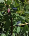 DUET MAKEASINIKUUSAMA – Lonicera caerulea var. kamtschatica 'Duet' 3l