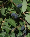 SINOGLASKA MAKEASINIKUUSAMA – Lonicera caerulea var. kamtschatica 'Sinoglaska' 3l