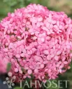 PINK ANNABELLE® PALLOHORTENSIA – Hydrangea arborescens Pink Annabelle® ’NCHA2’ 3l