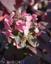 MAGICAL FIRE SYYSHORTENSIA – Hydrangea paniculata ’Magical Fire’ 3l