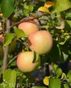 PERHEOMENAPUU – Malus domestica ’Perheomenapuu’ 10l
