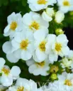 CREME BRULE™ PENSASHANHIKKI – Dasiphora fruticosa ’Bailbrule’ 3L