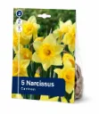 Narsissi ’Carlton’ – Narcissus ’Carlton’ – 5 sipulia