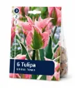Tulppaani ’China Town’ – Tulipa ’China Town’ – 6 sipulia