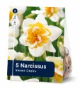 Narsissi ’Sweet Desire’ – Narcissus ’Sweet Desire’ – 5 sipulia
