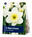 Narsissi ’Ice Follies’ – Narcissus ’Ice Follies’ – 5 sipulia