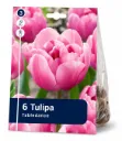 Tulppaani ’Tabledance’ – Tulipa ’Tabledance’ – 6 sipulia
