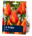 Tulppaani ’Flair’ – Tulipa ’Flair’ – 6 sipulia