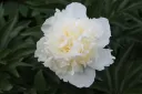 Kiinanpioni – Paeonia lactiflora ’Duchesse de Nemours’