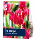 Tulppaani ’Doll’s Minuet’ – Tulipa ’Doll’s Minuet’ – 6 sipulia