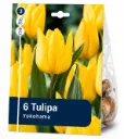 Tulppaani ’Yokohama’ – Tulipa ’Yokohama’ – 6 sipulia