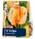 Papukaijatulppaani ’Parrot King’ – Tulipa ’Parrot King’ – 6 sipulia