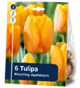 Tulppaani ’Blushing Apeldoorn’ – 6 sipulia
