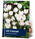 Krookus ’Jeanne d’Arc’ – Crocus vernus ’Jeanne d’Arc’ – 20 sipulia