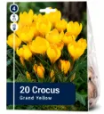 Krookus ’Grand Yellow’ – Crocus ’Grand Yellow’ – 20 sipulia