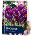 Krookus ’Flower Record’ – 20 sipulia