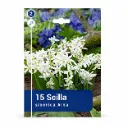 Idänsinililja ’Alba’ – Scilla siberica ’Alba’ – 15 sipulia