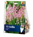 Espanjansinililja Pink – Scilla campanulata Pink – 15 sipulia