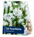 Posliinihyasintti – Puschkinia libanotica – 20 sipulia