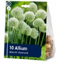 Koristelaukka ’Mount Everest’ – Allium ’Mount Everest’ – 10 sipulia