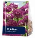 Koristelaukka – Allium aflatunense – 10 sipulia
