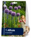 Koristelaukka ’Gladiator’ – Allium ’Gladiator’ – 1 sipuli