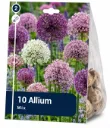 Koristelaukka Mix – Allium Mix – 10 sipulia