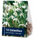 Lumikello ’Woronowii Ikariae’ – Galanthus – 10 sipulia