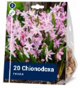 Vaaleanpunainen kevättähti – Chionodoxa rosea – 20 sipulia