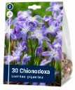 Kevättähti ’Luciliae Gigantea’ – Chionodoxa – 30 sipulia