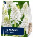 Helmihyasintti ’White Magic’ – Muscari – 10 sipulia