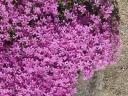 Sammalleimu – Phlox subulata ’Atropurpurea’
